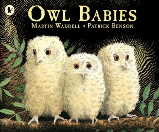 Picture of Owl Babies  